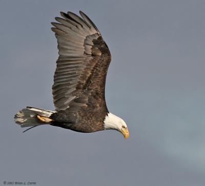 Bald Eagle (wings up) (20D) IMG_7079.jpg