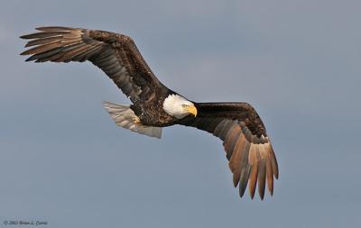 Bald Eagle (wings arched) (20D) IMG_7089.jpg