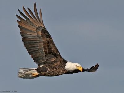 Bald Eagle (classic pose) (20D) IMG_7091.jpg
