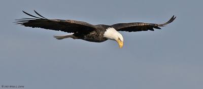 Bald Eagle (flying - wings extended flat) (20D) IMG_7100.jpg