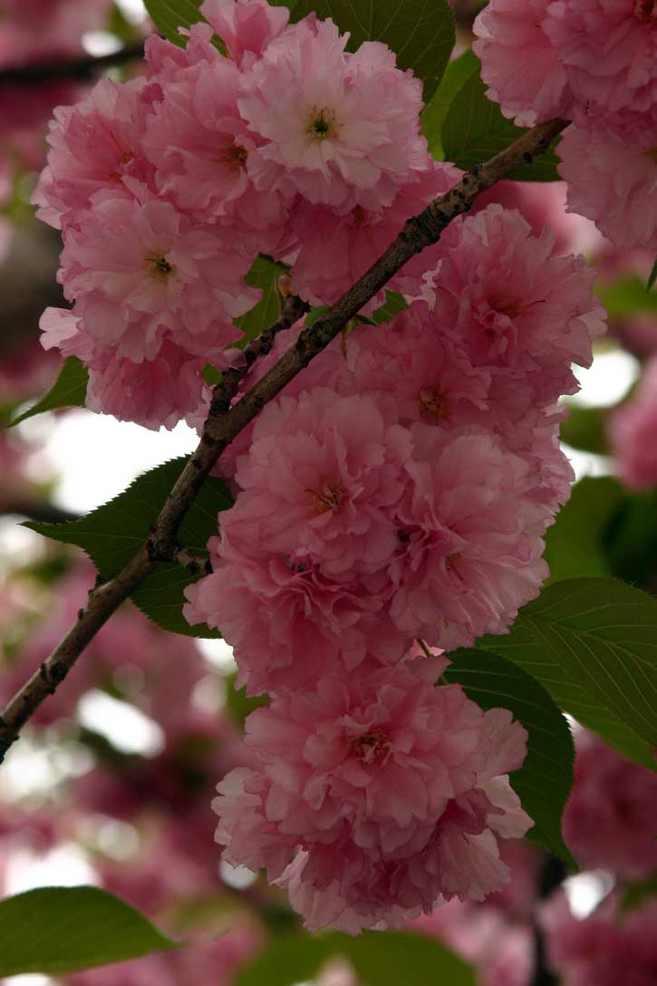 Cherry Blossoms photo - Peg Price photos at pbase.com