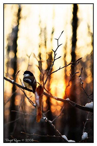 Sunrise in the Forest