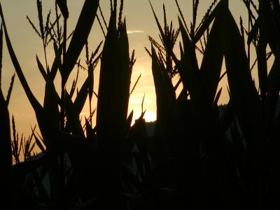 Sunrise through the corn