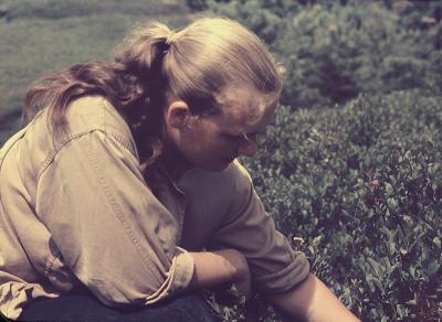 Becky-berrypicking.jpg