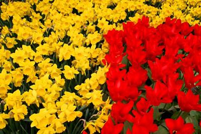 u13/bergiesplace/medium/41587959.FloweringBulbs009.jpg