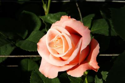 Longwood Rose