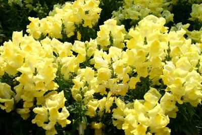 Snapdragons