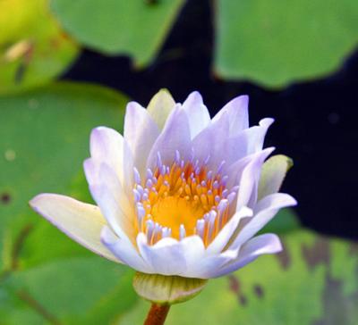 Water Lily