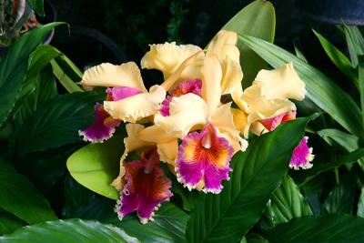 Orchids 001