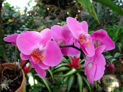 Orchids 002