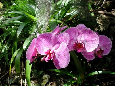 Orchids 004