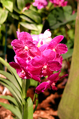 Orchids 003