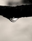 Water Drop