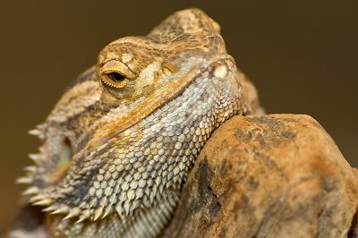 u13/biggrizzly/medium/38483870._DSC4506.jpg