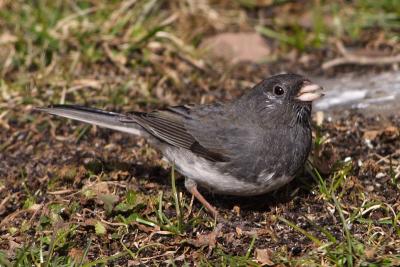 dark-eyed junco 005.jpg