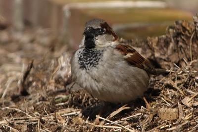 house sparrow 004.jpg