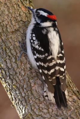 downy woodpecker 012.jpg
