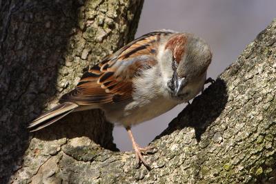 house sparrow 008.jpg