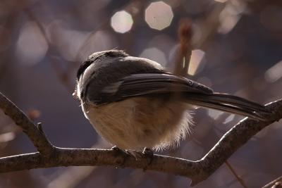 chickadee 011.jpg