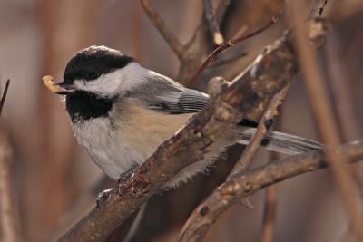 chickadee 013.jpg