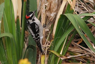 downy woodpecker 018.jpg