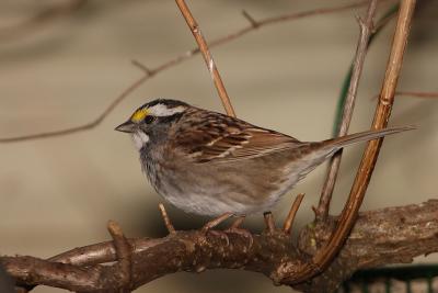white throated sparrow 005.jpg