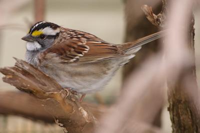 white throated sparrow 006.jpg