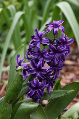 hyacinth 001.jpg