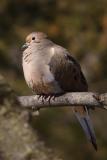 mourning dove 003.jpg