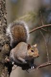 gray squirrel 001.jpg