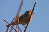 house finch oops 001.jpg