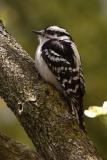 downy woodpecker 021.jpg