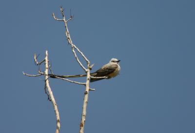 Scissor-tailed Flycatcher