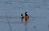 Ruddy Duck