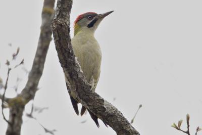 Picchio Verde di Levaillant (Picus vaillantii) - Levaillant's Green Woodpecker