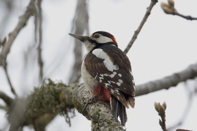 Picchio Rosso Maggiore (Great Spotted Woodpecker)