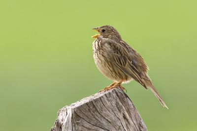 Strillozzo	(Corn Bunting)