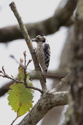 Picchio Rosso Minore (Dendrocops minor ssp ledouci) -Lesser Spotted Woodpecker