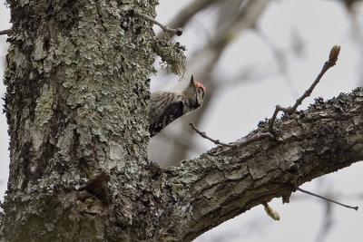 Picchio Rosso Minore (Dendrocops minor ssp ledouci) -Lesser Spotted Woodpecker