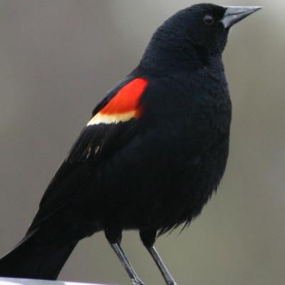 u13/bjjb99/medium/41572479.bjjb_blackbird_vette_01_crop.jpg
