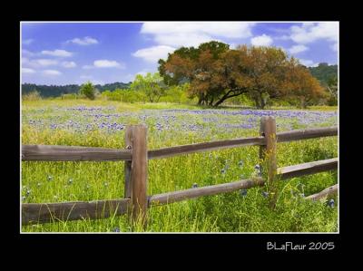 Bluebonnet and Fence