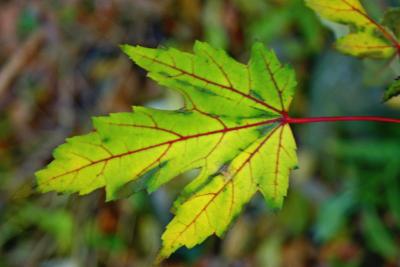 Maple Leaf in November
