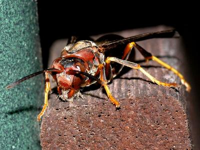 wWasp Nest Building3.JPG