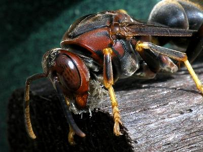 wWasp Nest Building2.JPG