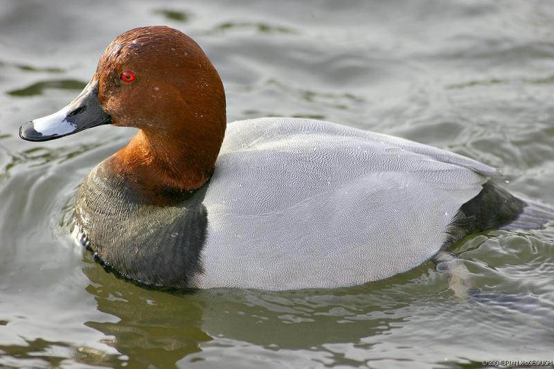 pochard