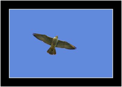 peregrine falcon 2.jpg