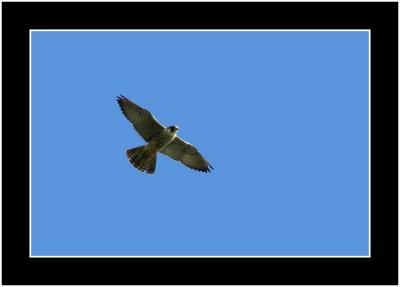 peregrine falcon.jpg