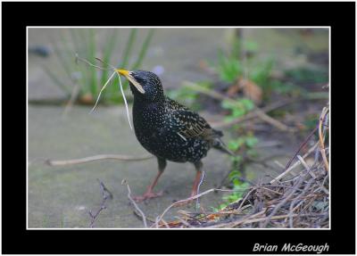 u13/bmcgeough/medium/41631479.NewFolderstarling.jpg