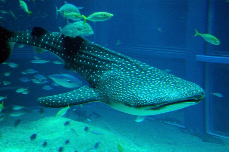 Whale sharks are the world's largest fish