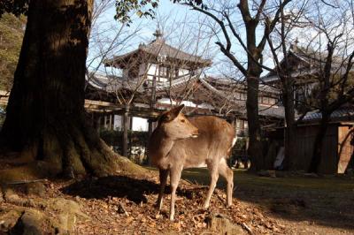 Nara is famous for the tame deer wandering in the temples of Nara-koen Park